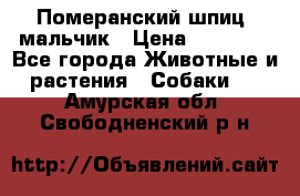 Померанский шпиц, мальчик › Цена ­ 35 000 - Все города Животные и растения » Собаки   . Амурская обл.,Свободненский р-н